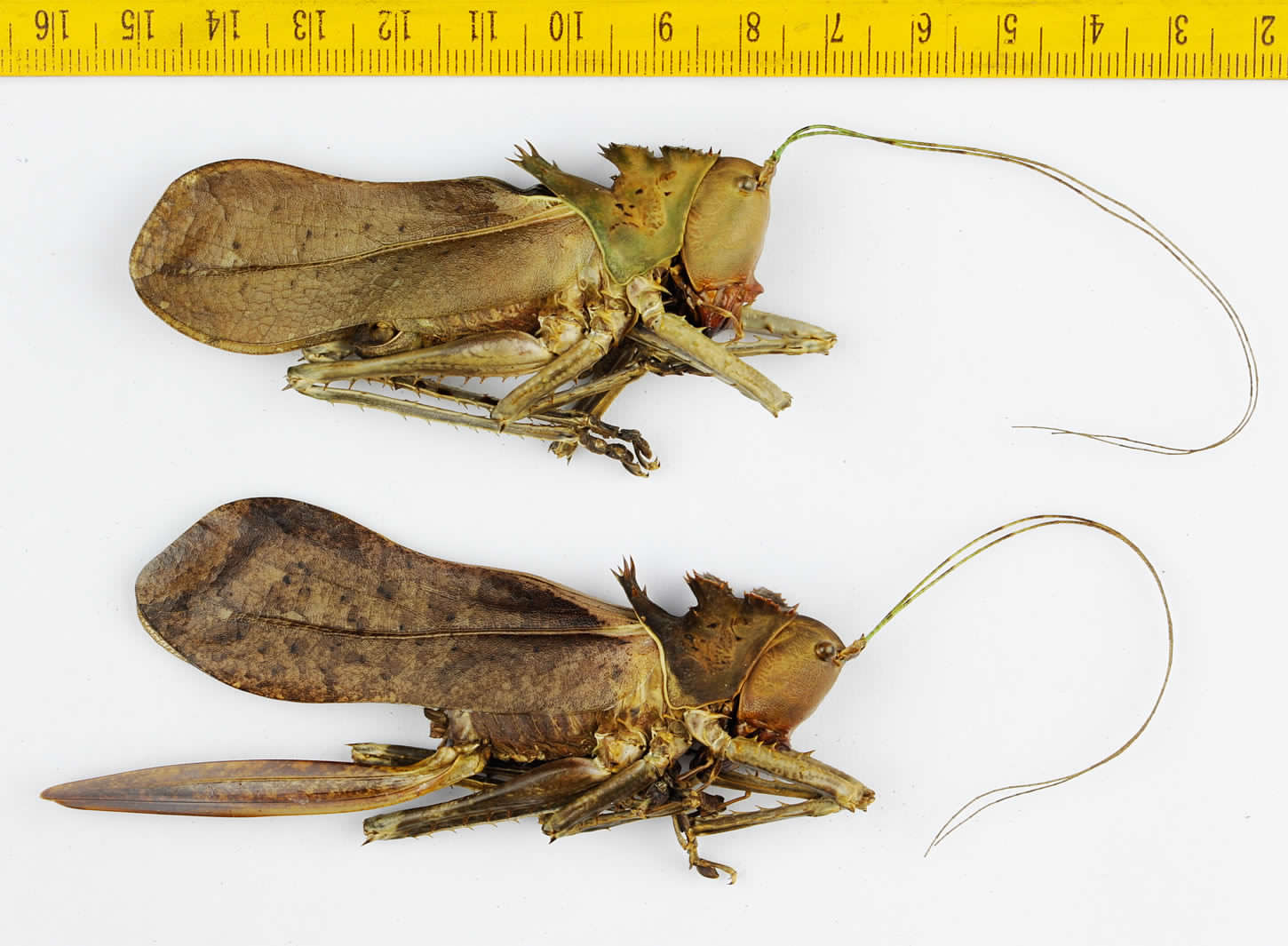 Dragonhead Katydid - Tapah Hills, malaysia.jpg