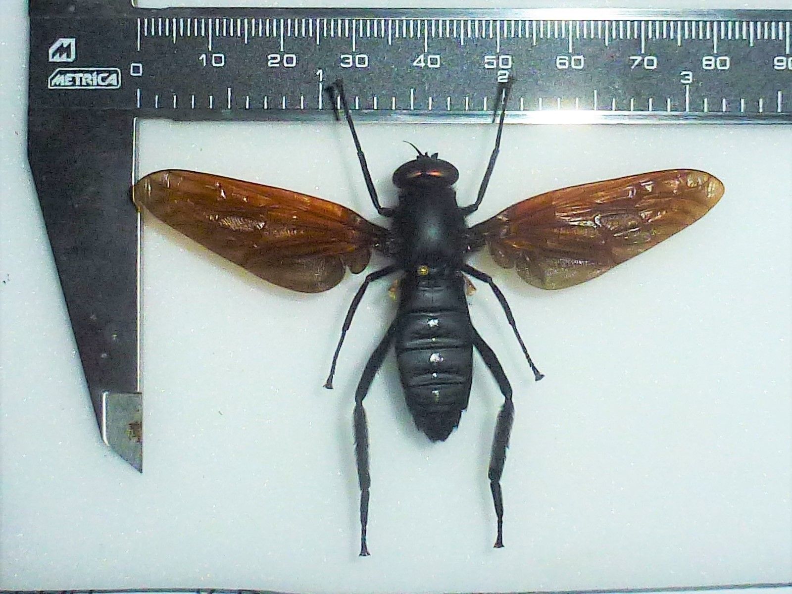 Asilidae sp., Huge 80mm wspn. - Ecuador.jpg