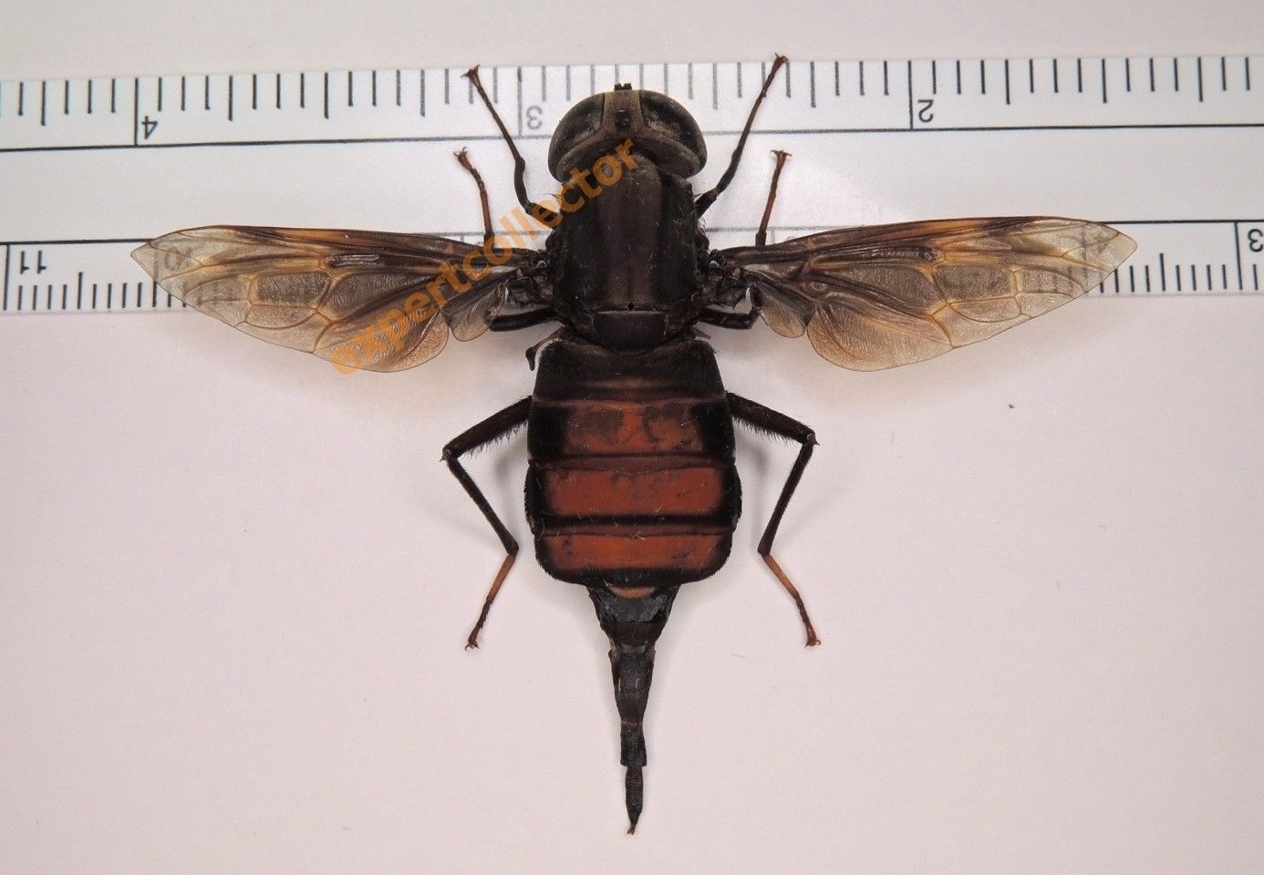 Pantophthalmus tabaninus, 60mm wspn, - Brazil.jpg