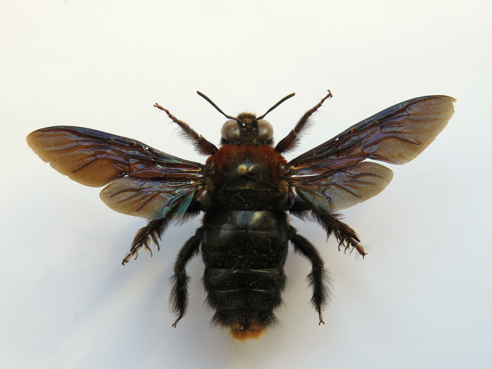 Xylocopa sp. - RSA..jpg