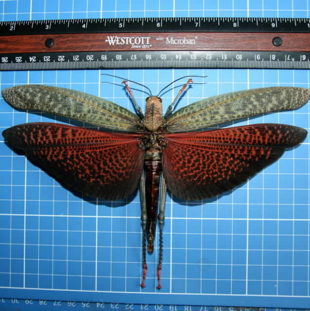 Tropidacris sp. female 20.8 cm.jpg