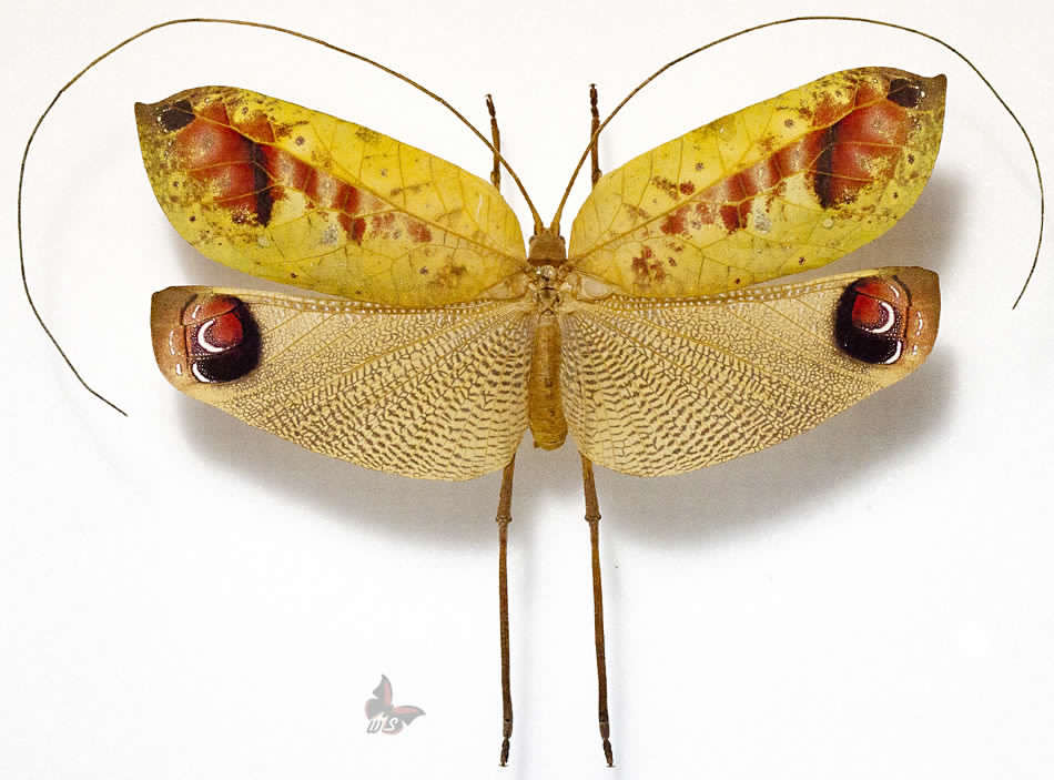 Pterochroza ocellata male yellowish fm..jpg