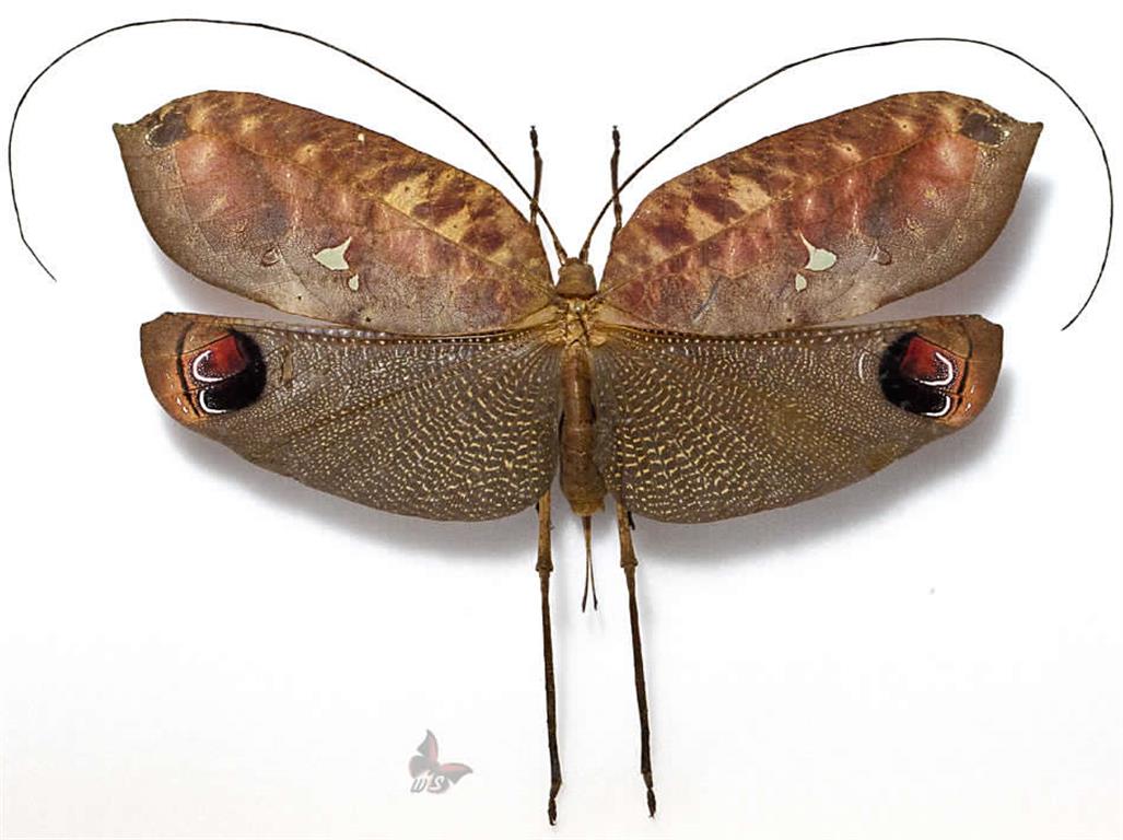 Pterochroza ocellata - female (Medium).jpg