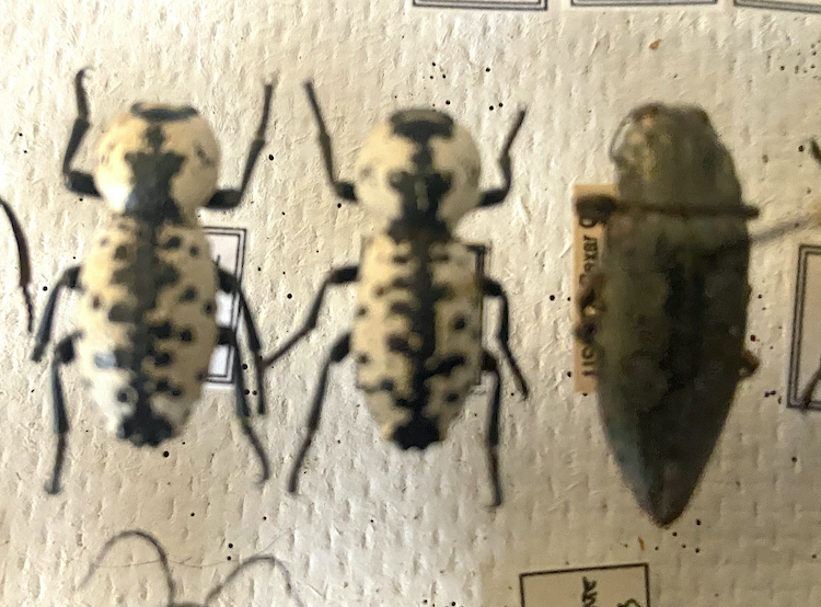 Zopherus nodulosus small.jpg