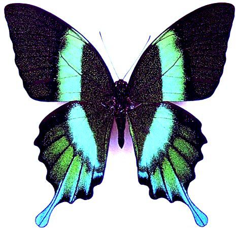 Papilio%20blumei%20aberration2.jpg
