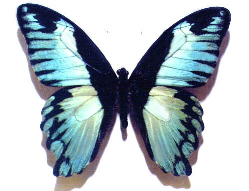 Papilio%20bromius%20abb.jpg