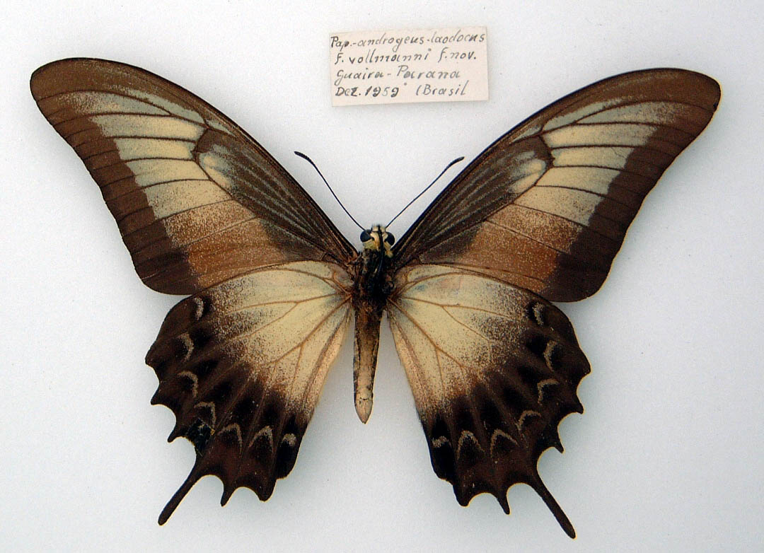Papilio%20androgeus%20laodocus%20male%20aberrant%20Verso.jpg