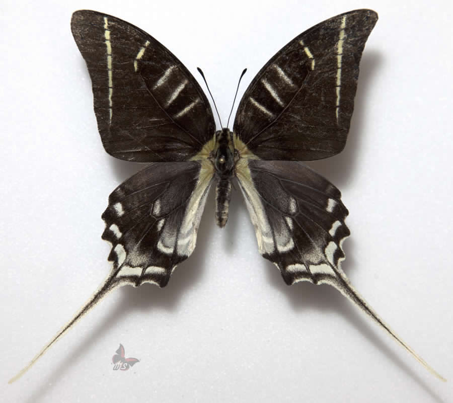 Graphium androcles ab. melanic.jpg