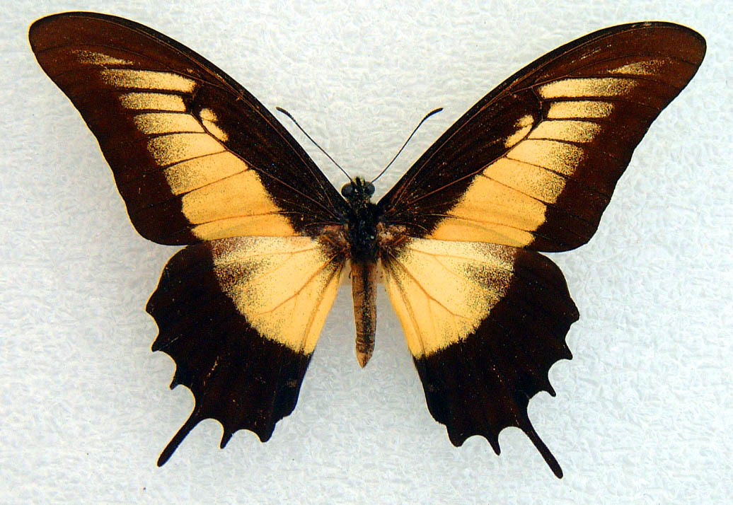 Papilio%20androgeus%20laodocus%20male%20aberrant%20recto.jpg