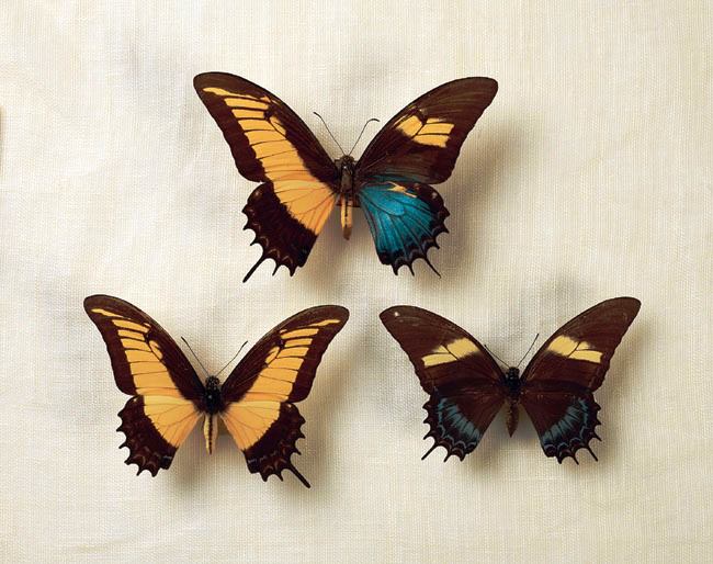 Papilio%20androgeus%20laodocus%20(Gynandromorph%20male%20female).jpg