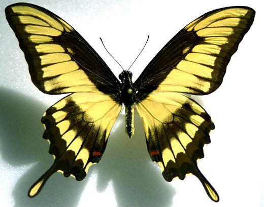 Papilio%20thoas%20Aberration.jpg