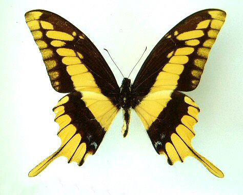 Papilio%20thoas%20cinyras%20Abb.jpg
