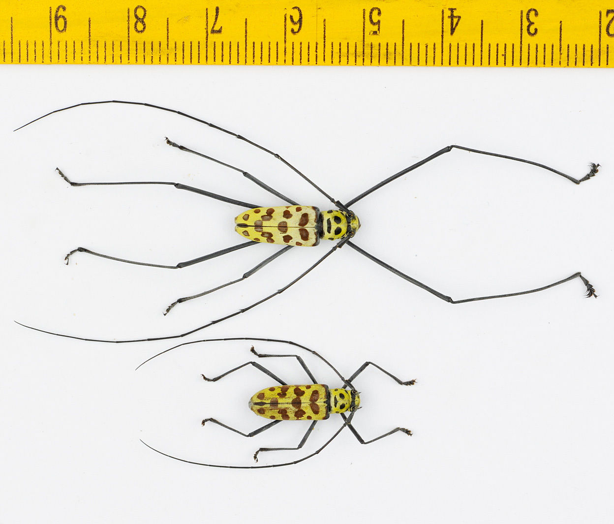 Cerambycid Beetle. Spider mimics pr, Thailand.jpg