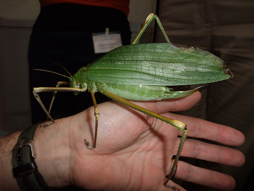 Macrolyristes corporalis - Malaysia - Cameron Highlands.jpg