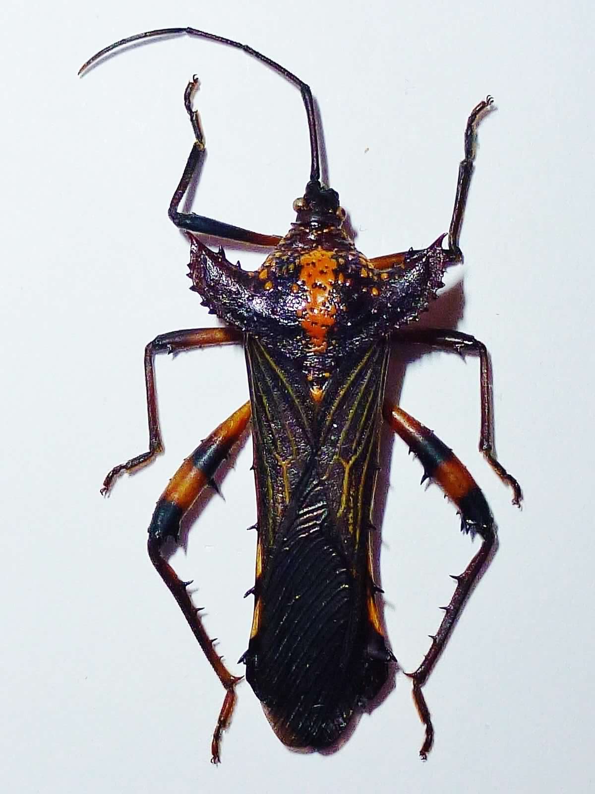 Ecuador - Weird Bug I.jpg