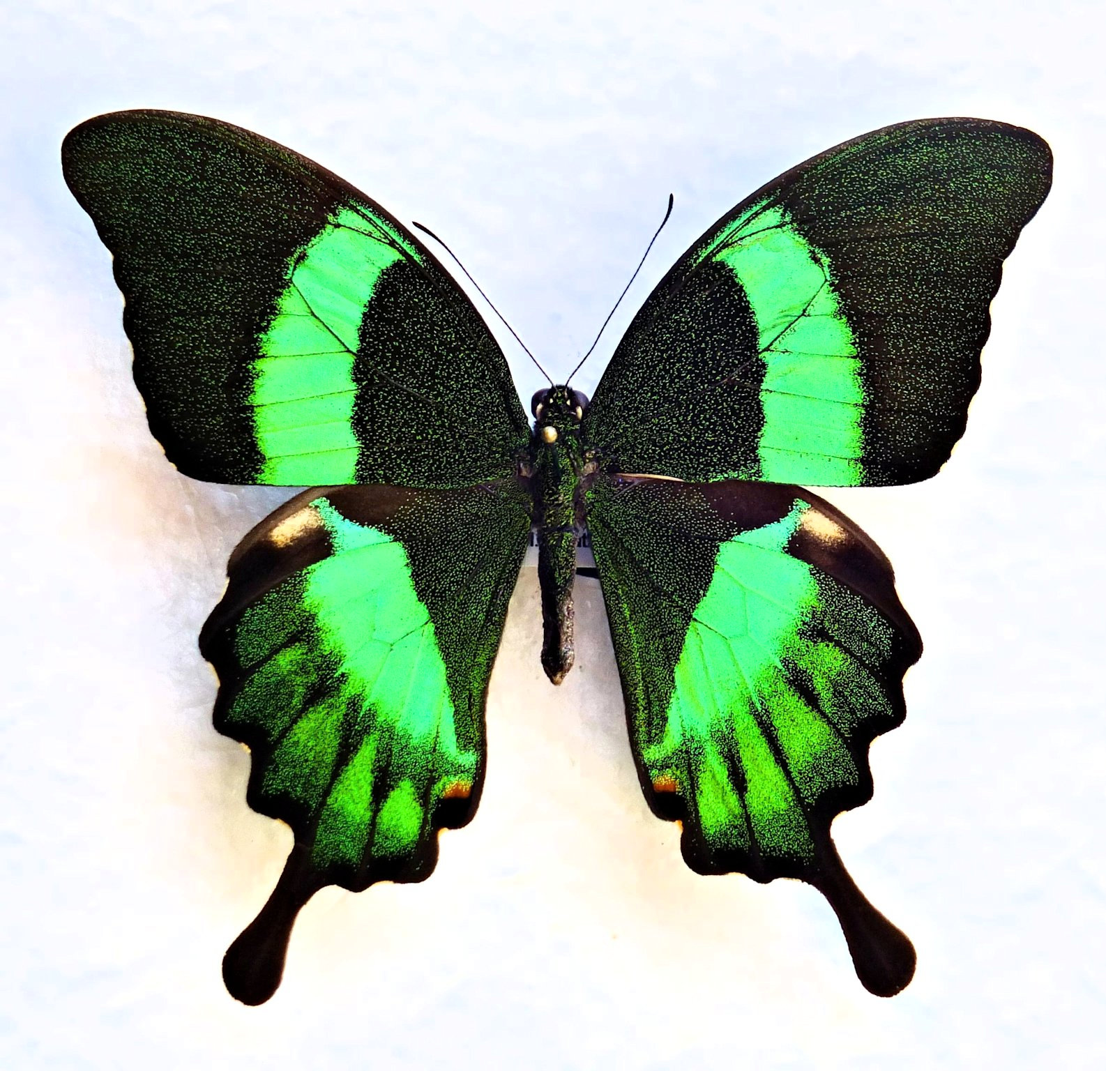 Papilio daedalus daedalus var..JPG