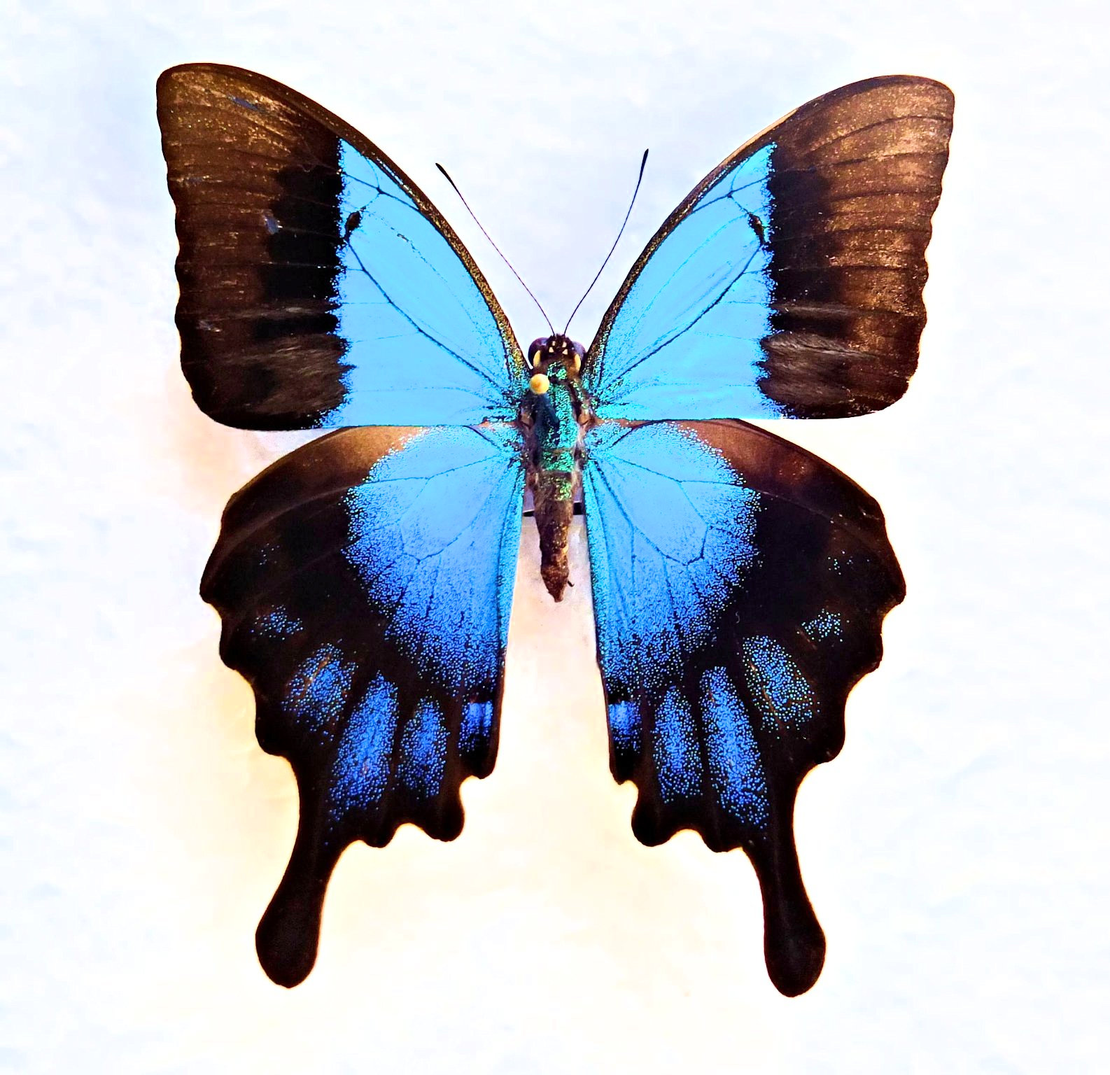 Papilio pericles var..JPG