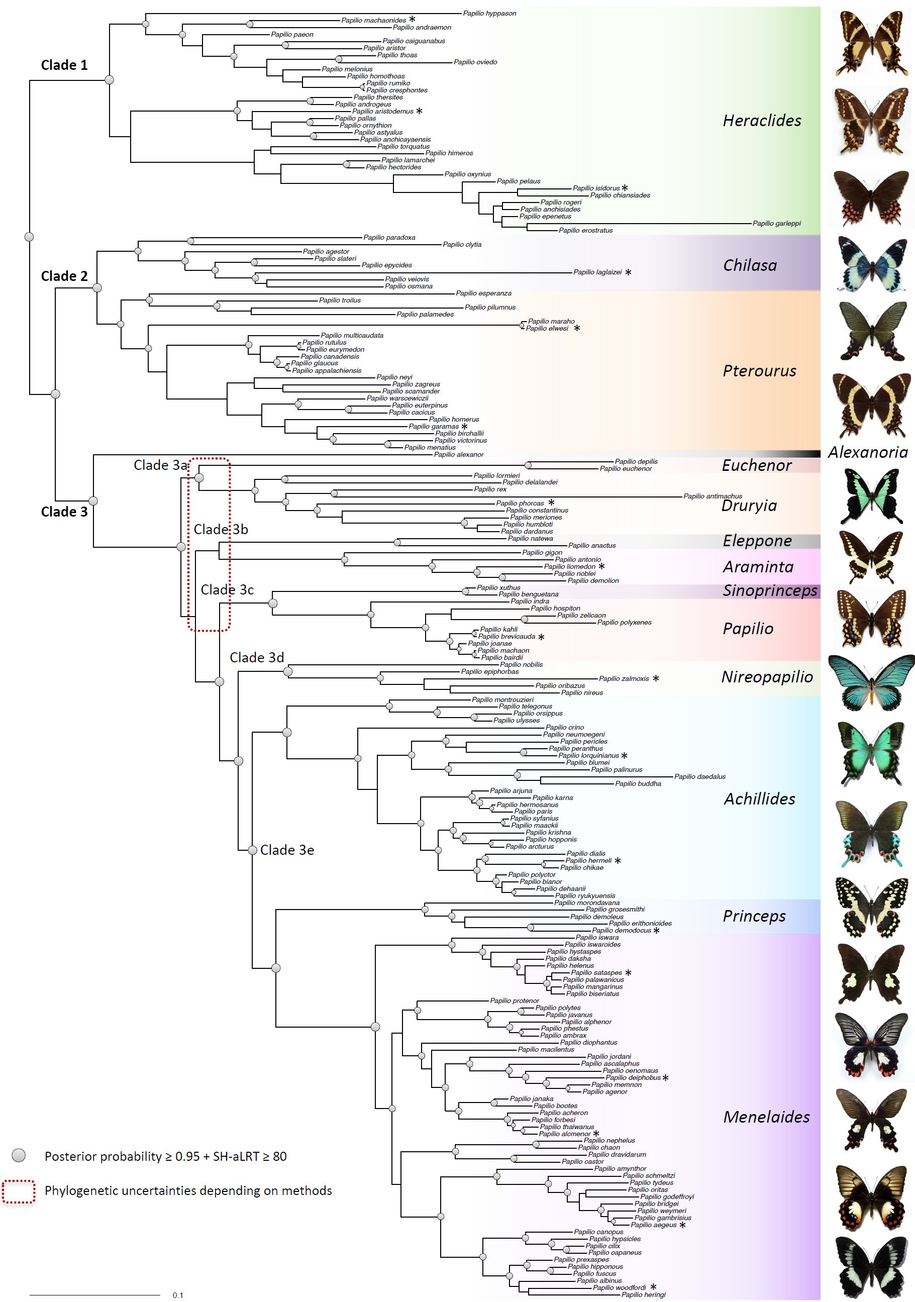 Papilio tree.jpg