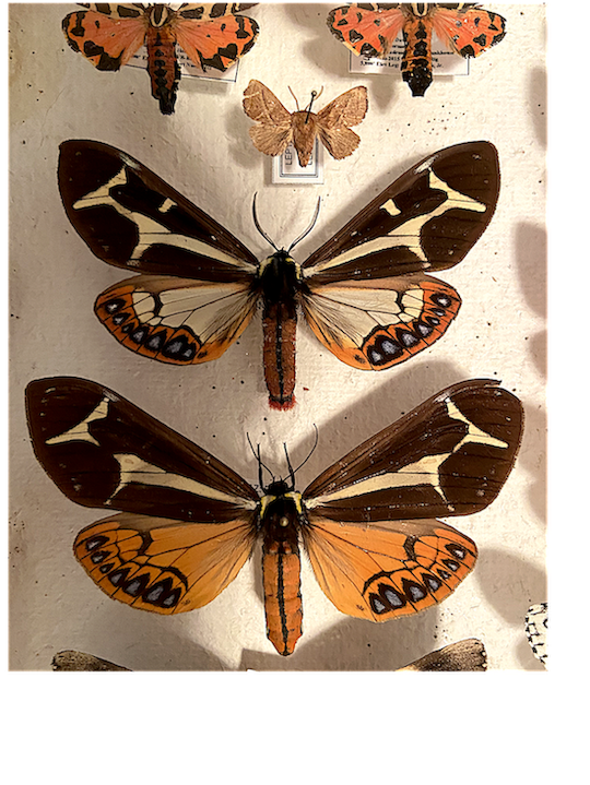 Dysschema howardi pair.png