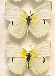 Aphrissa statira-cropped.jpg