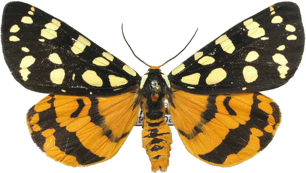 1024px-Platyprepia_virginalis_-_Canada copy.jpg