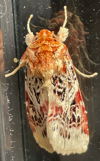 Moth top view