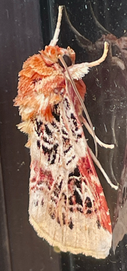 Moth side view