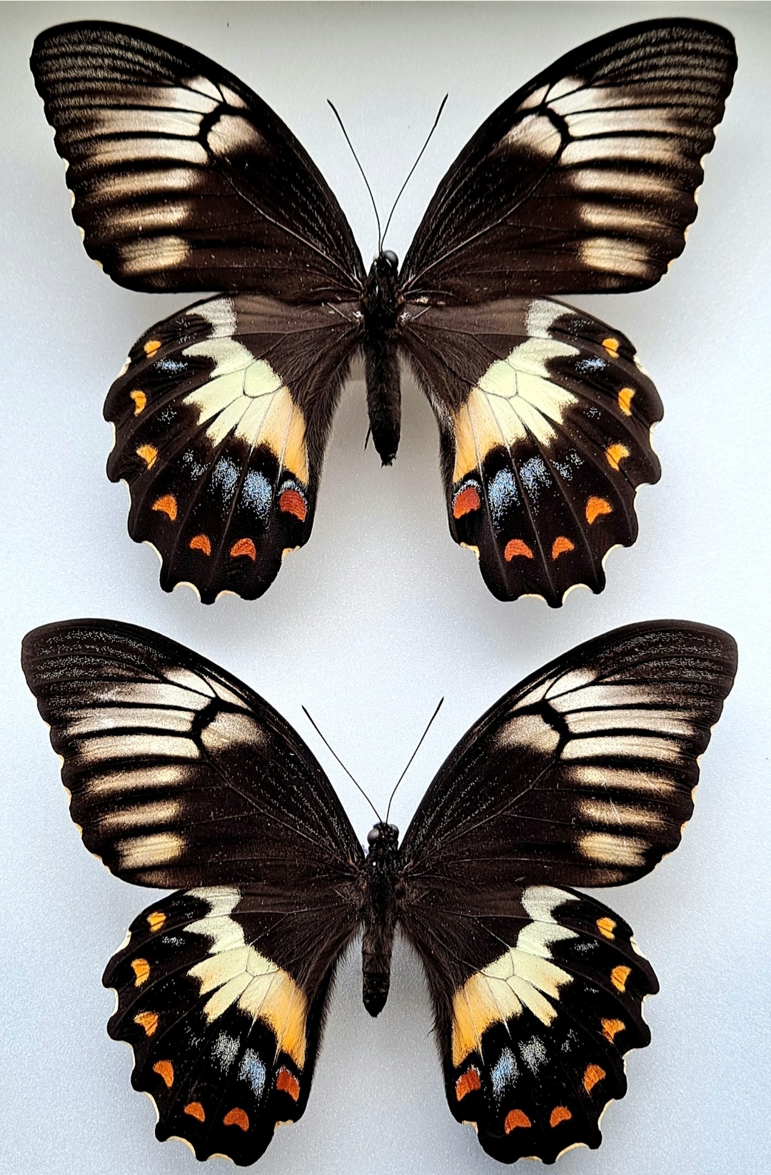 Screenshot_20220601-084325_Gallery.jpg