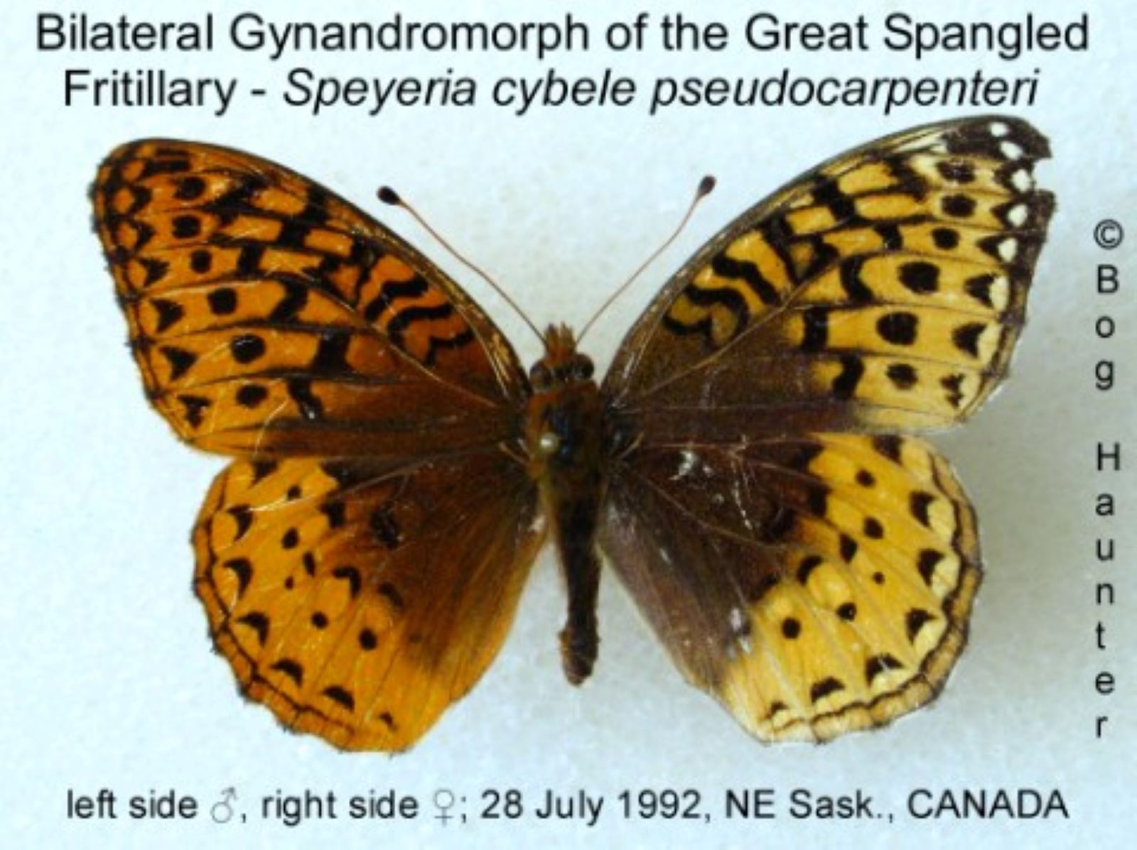 Bilateral Gyn. of G.S. Fritillary.jpg