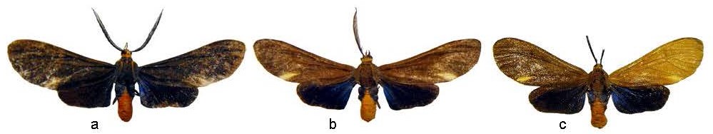 Dahana atripennis Fig. 1.jpg