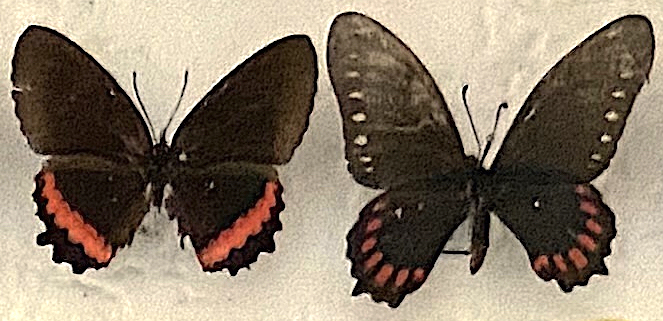 Biblis hyperia, Parides sp..jpg