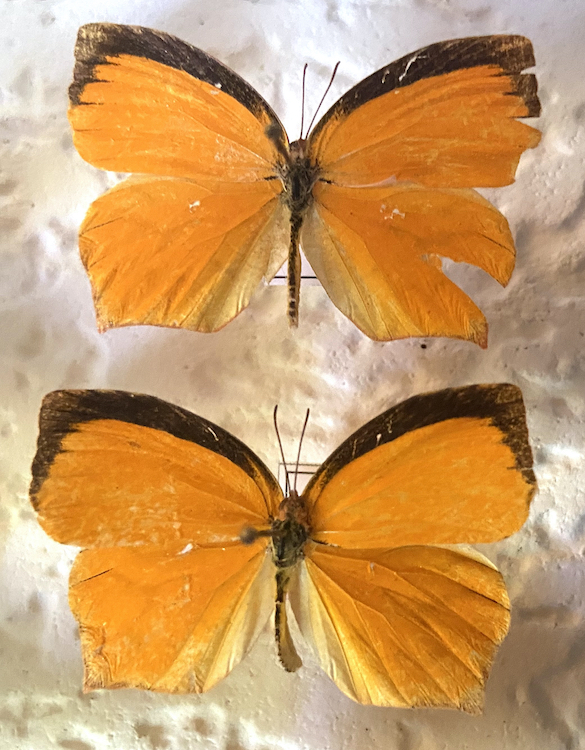 Pyrisitia proterpia-Tailed Orange copy.jpg