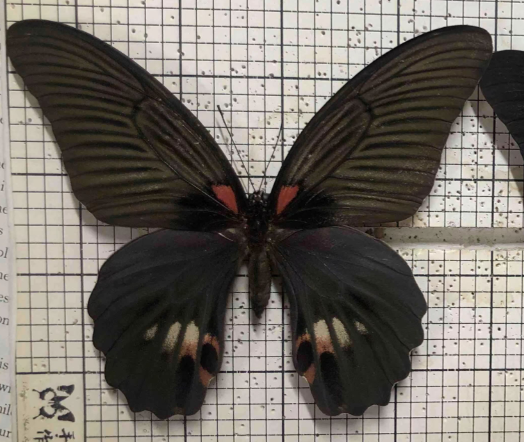 Papilio agnor thunbergii F ups.png