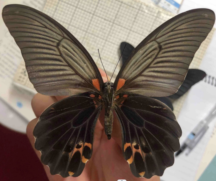 Papilio agnor thunbergii F uns.png