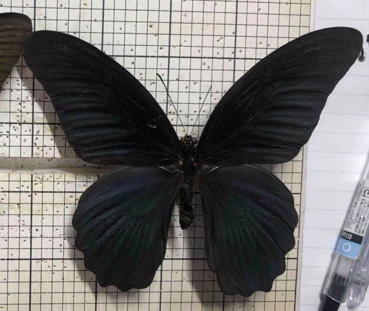 Papilio agnor thunbergii M ups.png