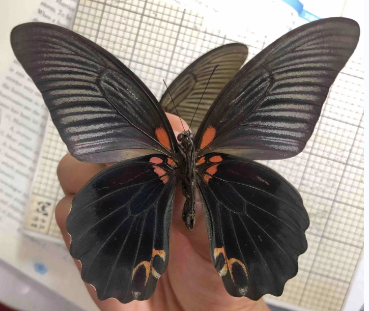 Papilio agnor thunbergii M uns.png