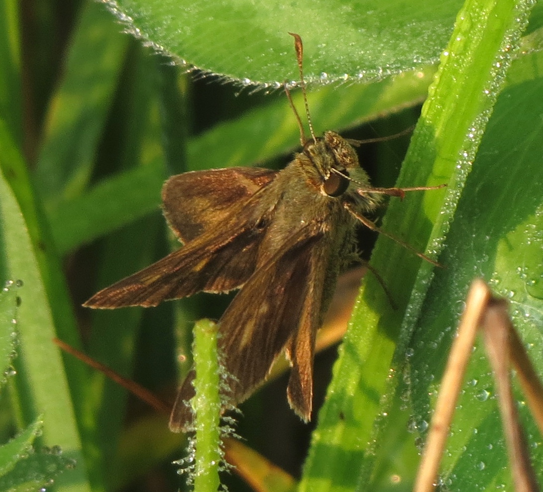 grass skipper sp (s) 2023-07-17 Richmond Hill copy.jpg