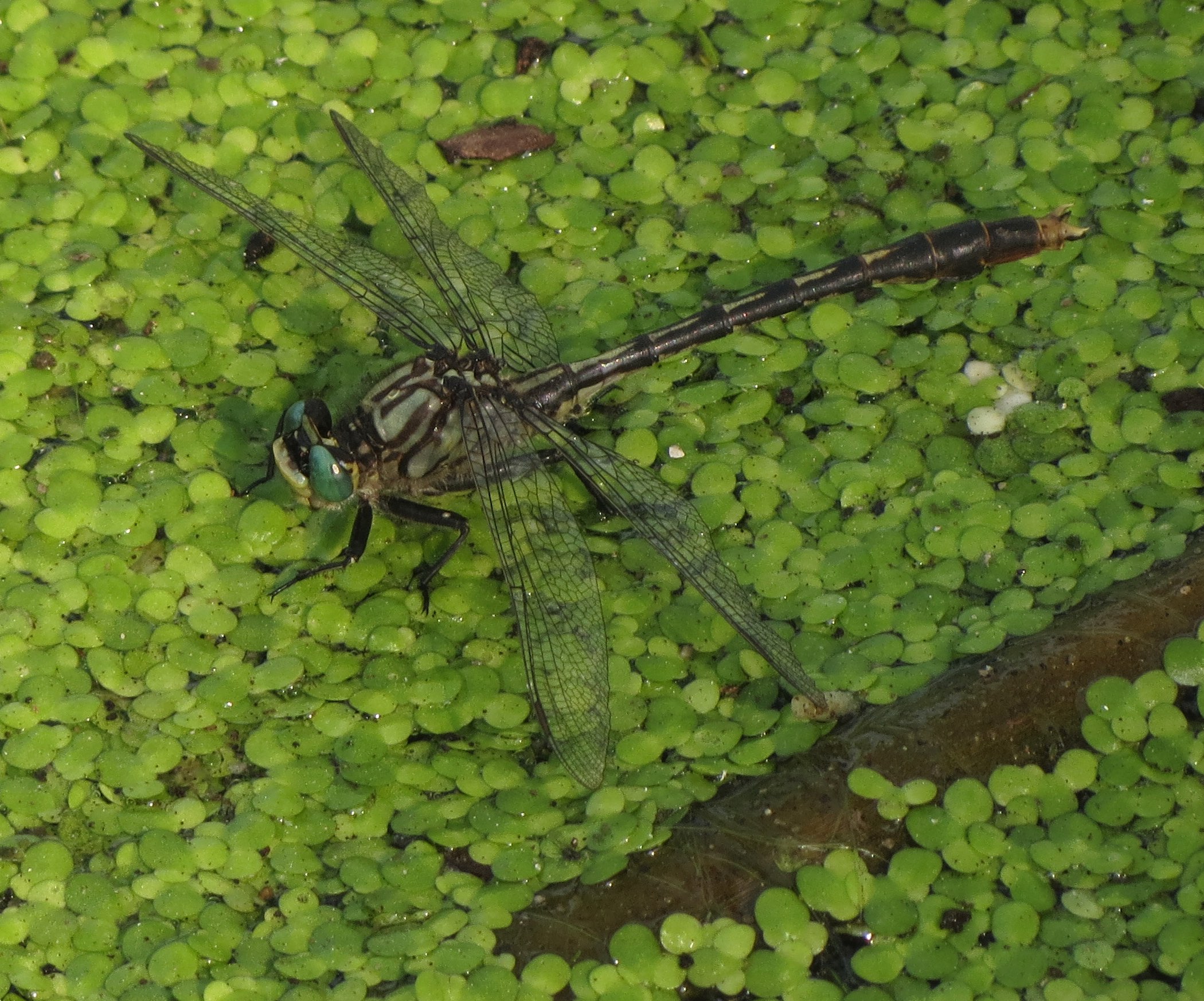 Unicorn Clubtail (1) 2023-07-26 Mill Pond Park copy.jpg