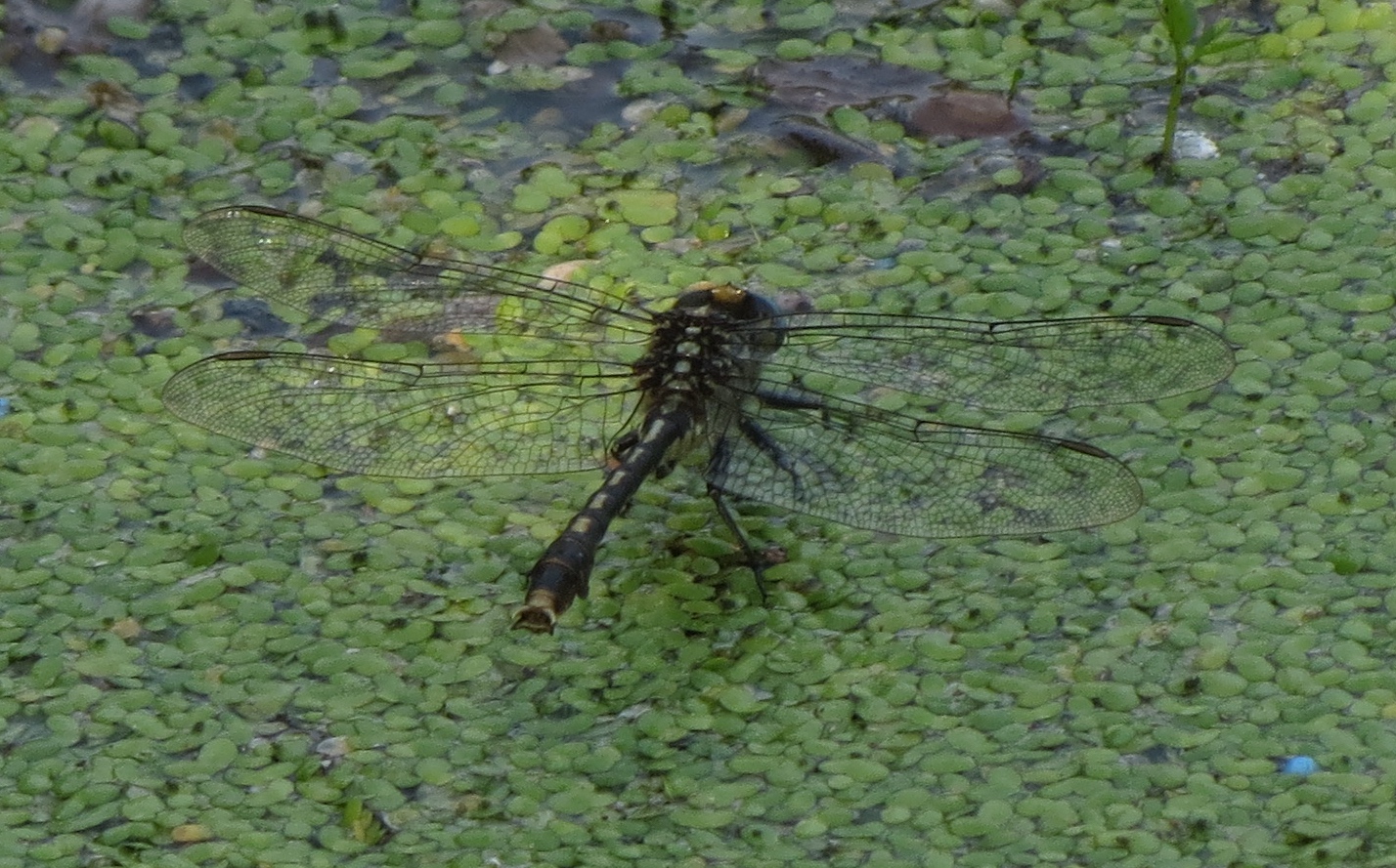 Unicorn Clubtail (2) 2023-07-26 Mill Pond Park copy.jpg