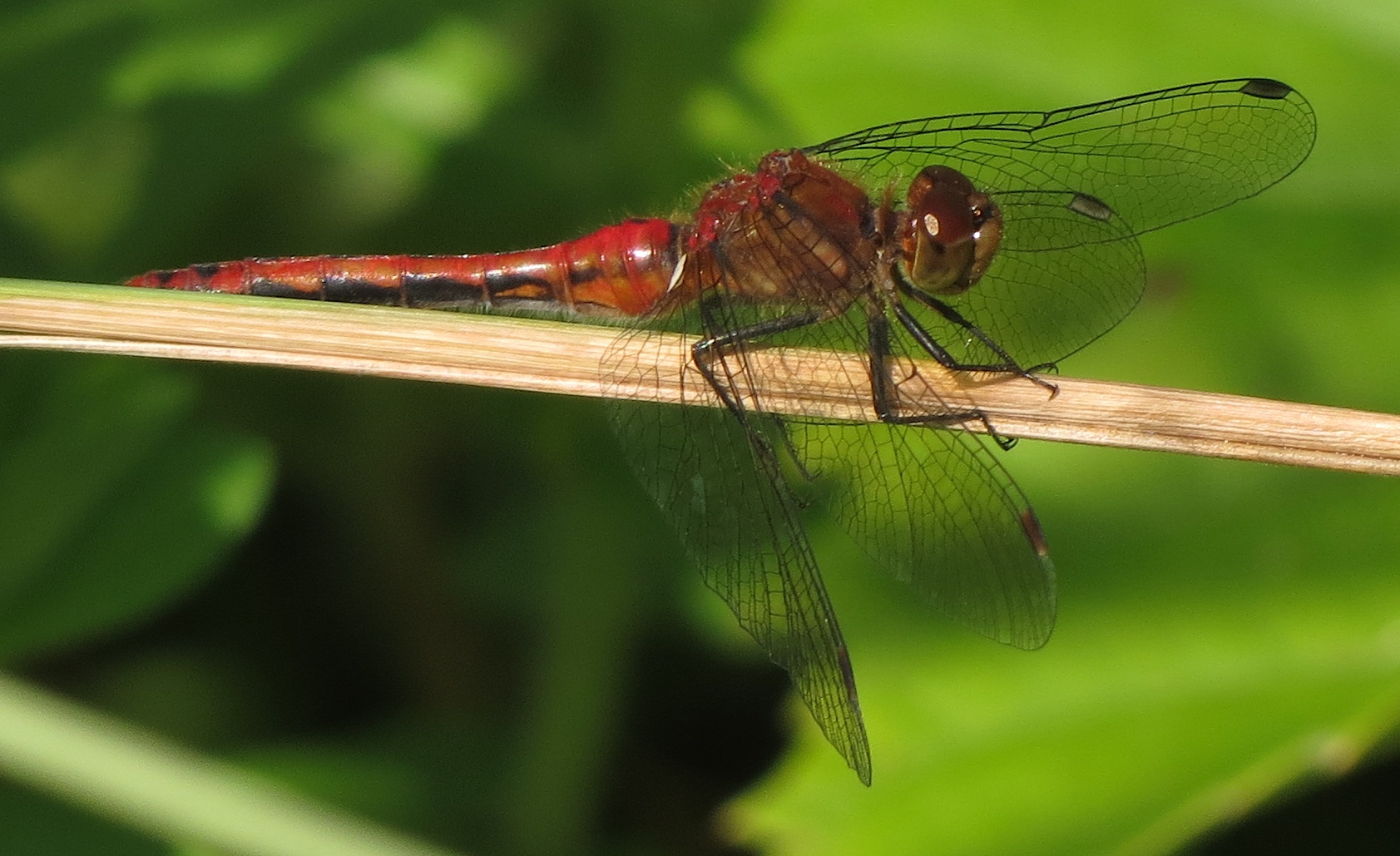 Meadowhawk (s) 2023-07-21 Lake Wilcox.jpg