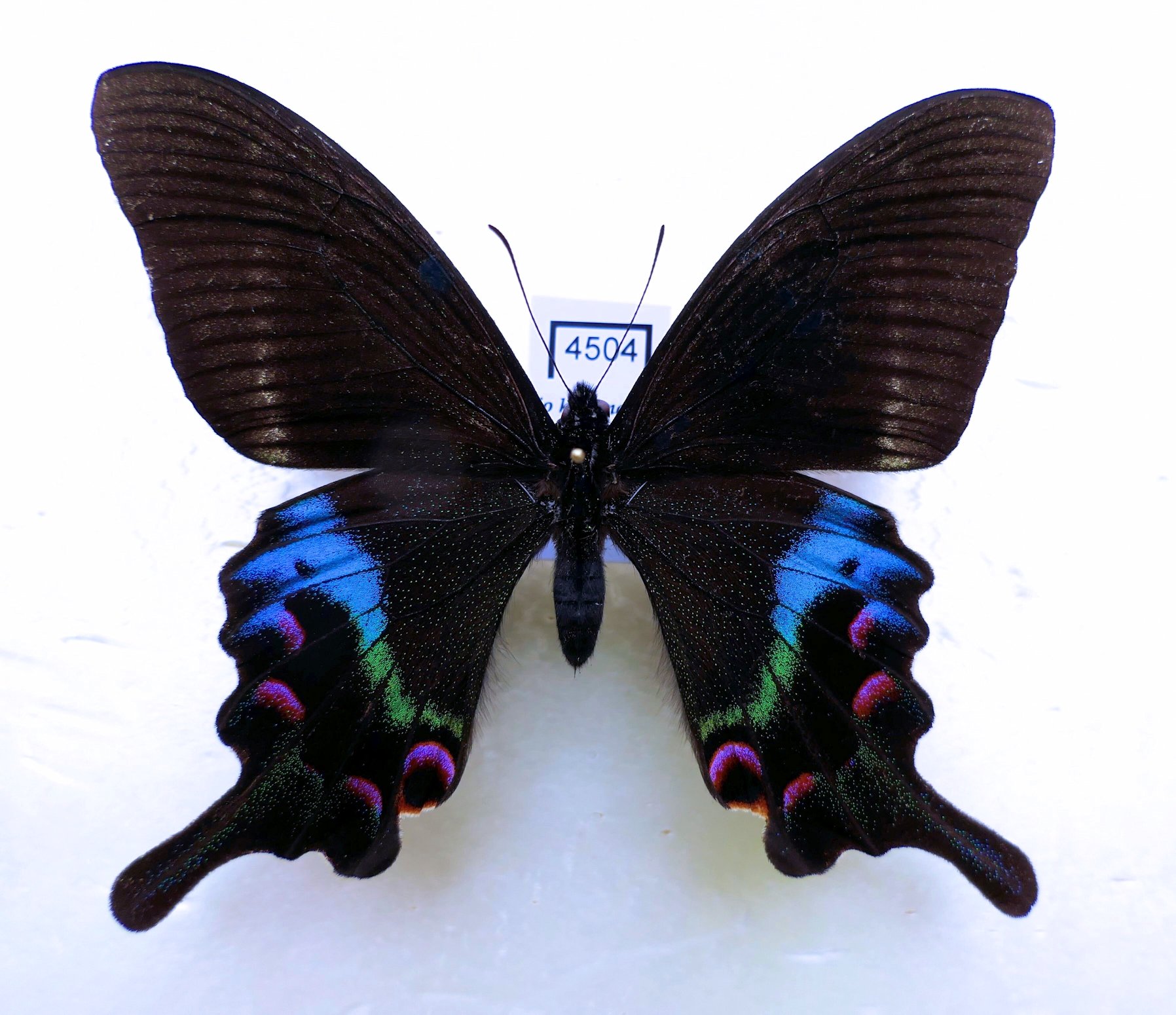 Papilio krishna mayumiae.JPG