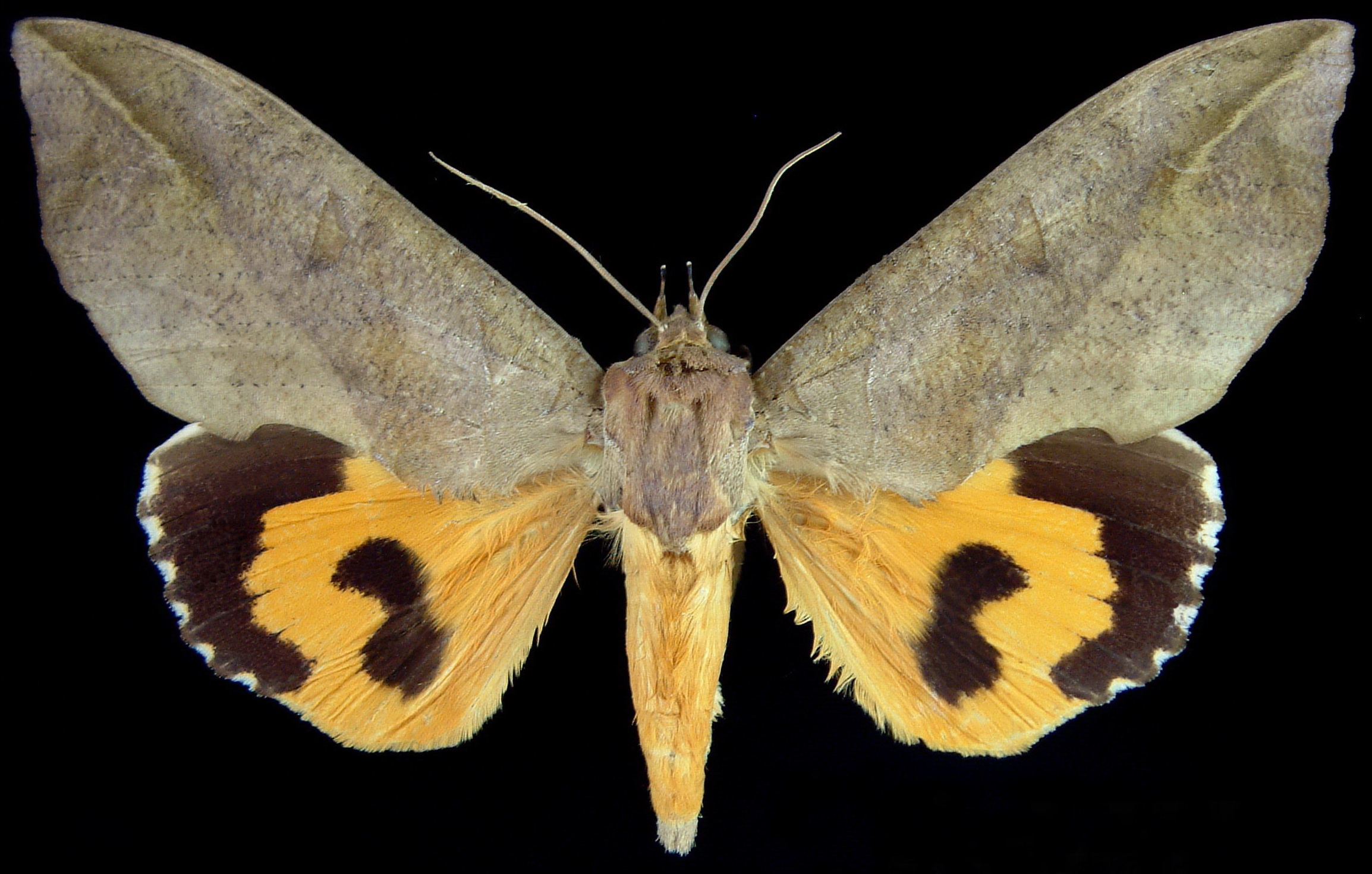 Type ♂ - Eudocima lequeuxi  Brou and Zilli S  RwandaButare 1750m 1977-April 11 Coll  B  Turlin (2).jpg