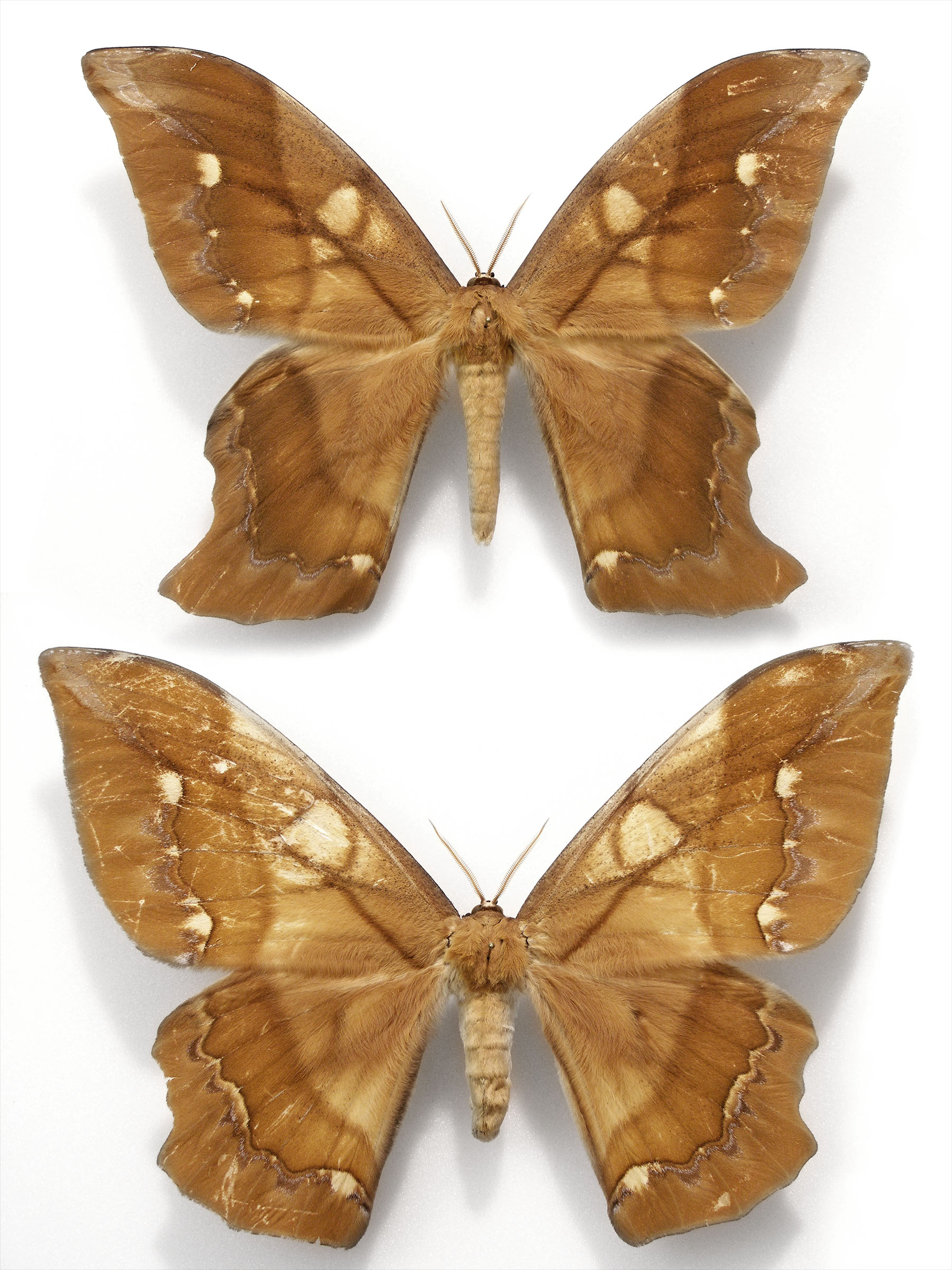 Arsenura ponderosa guianensis Pair - Adobe.jpg