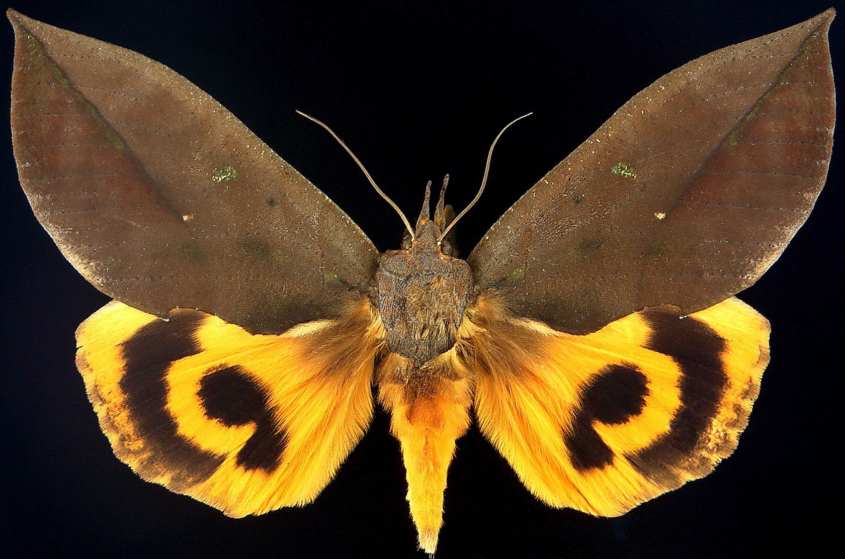 Eudocima tyrannus (Guenée) ♀Japan Nagano-ken, Matsumoto-shi, Hata 2009 Oct. 17 Brou # 000119 adj best 80%.jpg