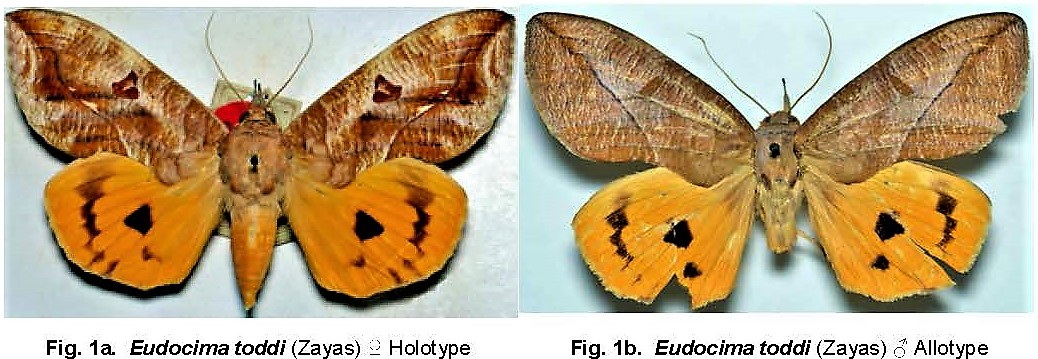 Eudocima toddi (Zayas, 1965) (Lepidoptera. Erebidae) a rare endemic species of Cuba_Page_1 pair.jpg
