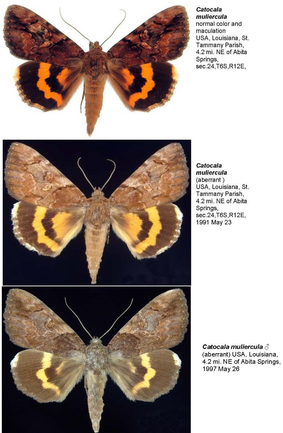 Catocala muliercula phenotype variations. cr.jpg
