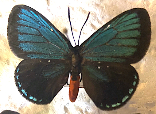 Eumaeus atala M.jpg