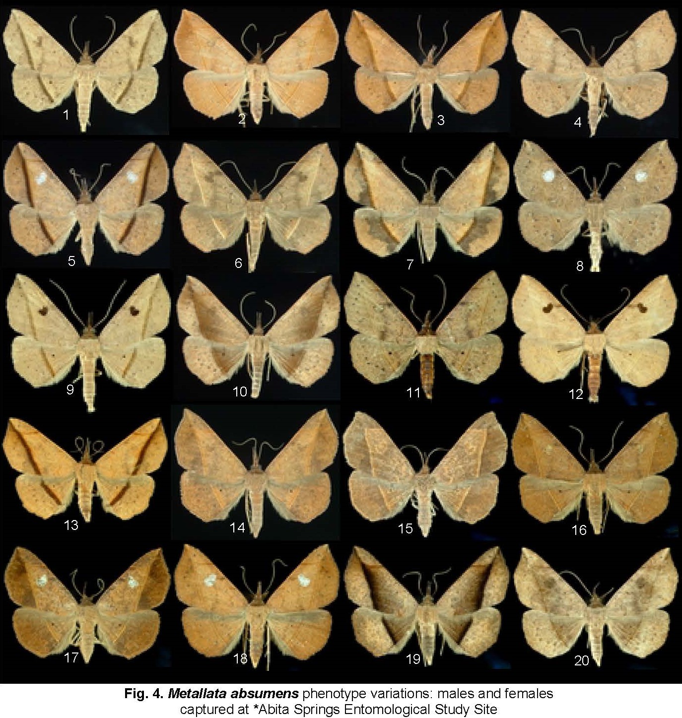 2013. 271. Metallata absumens (Walker, 1862) (Lepidoptera, Noctuidae) in Louisiana._Page_2.jpg