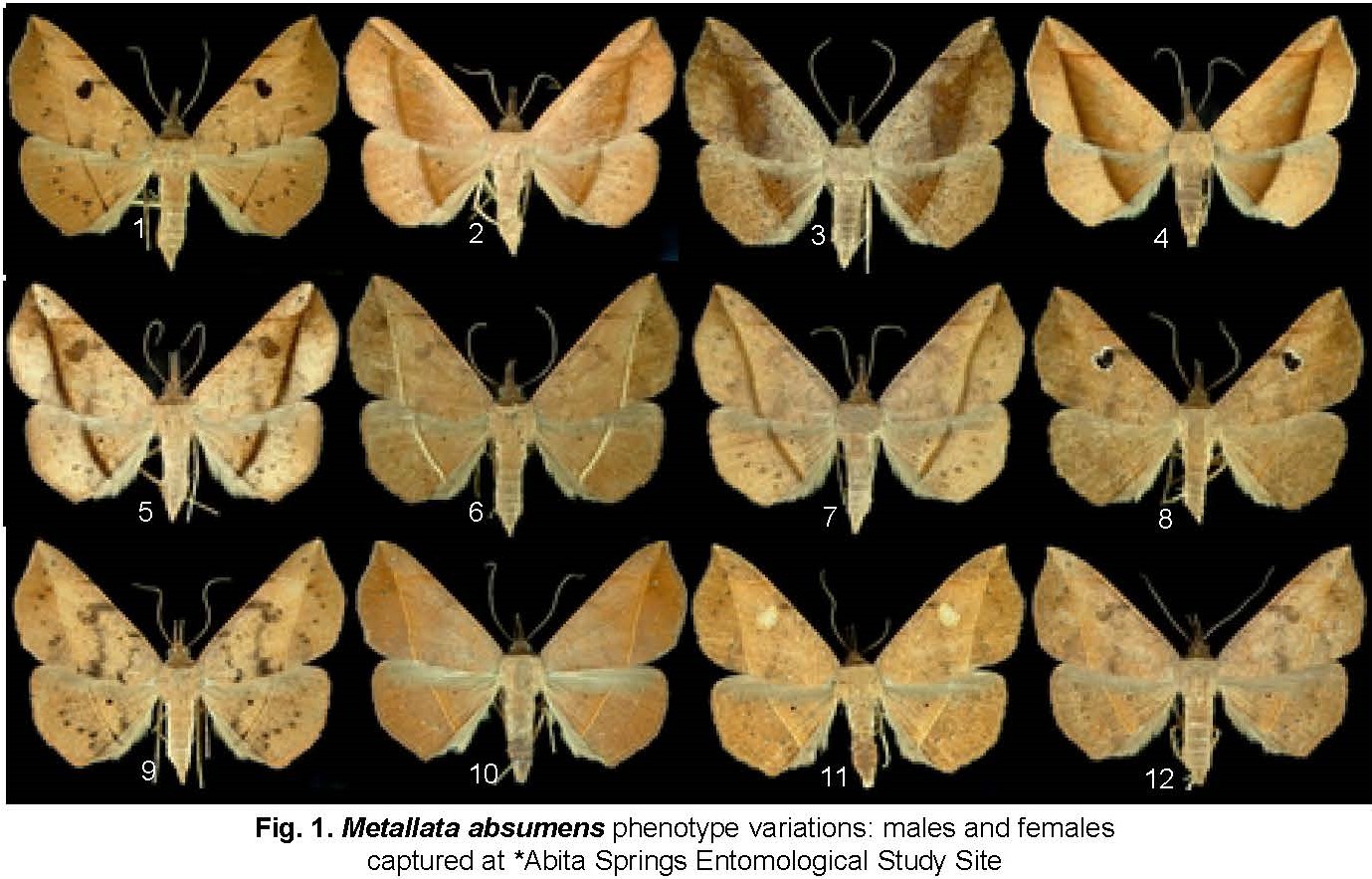 2013. 271. Metallata absumens (Walker, 1862) (Lepidoptera, Noctuidae) in Louisiana._Page_1.jpg