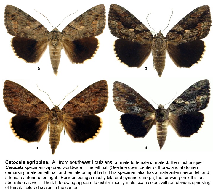 Cat micronympha 8 aberrations - forms.jpg